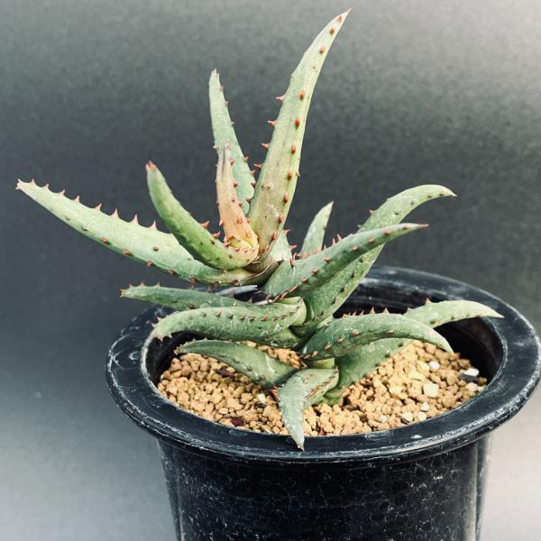 多肉植物：アロエ カスティロニアエ*幅10cm 現品！一品限り