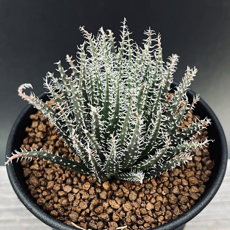 多肉植物：アロエ ハオルチオイデス*M 幅7cm | サボテン＆多肉植物