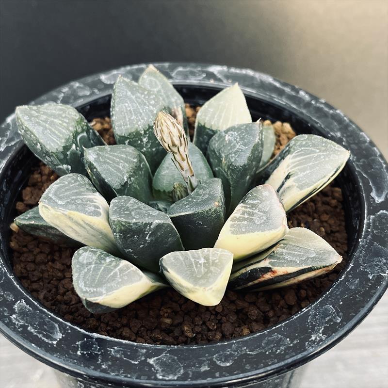 多肉植物：ハオルチア 大型鮮明黄色斑 コレクタ錦（KI-C）*幅9cm