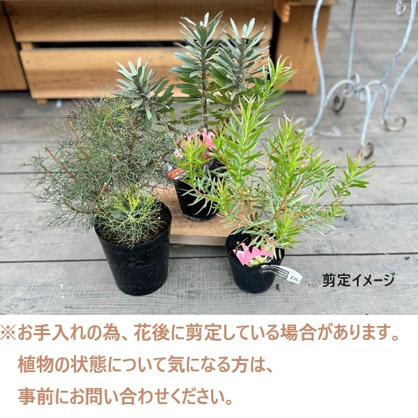 鉢花 観葉植物：フィリカ プベッセンス ワフトフェザー*5号小 | 観葉