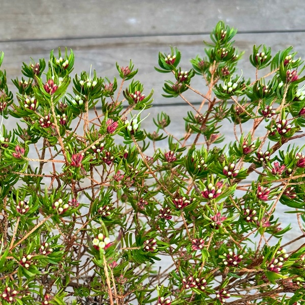 観葉植物 鉢花：ダーウィニア プロセア*大株 9号 オージープランツ