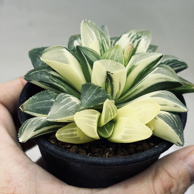 多肉植物：ハオルチア オブツーサhyb.*幅13cm 現品！一品限り