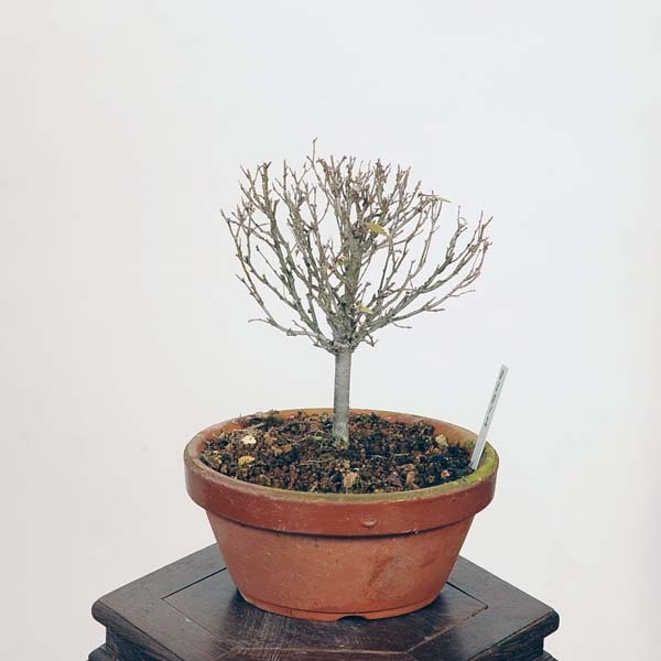 盆栽：欅(けやき) 現品*ケヤキ Zelkova serrata Keyaki bonsai 小品