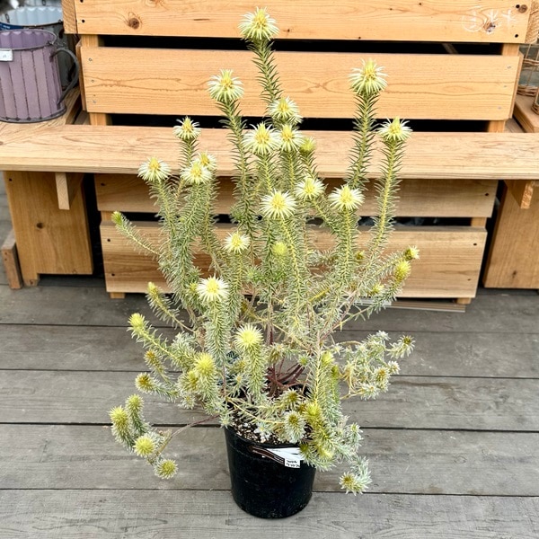 鉢花 観葉植物：フィリカ プベッセンス ワフトフェザー*7号 プラポット