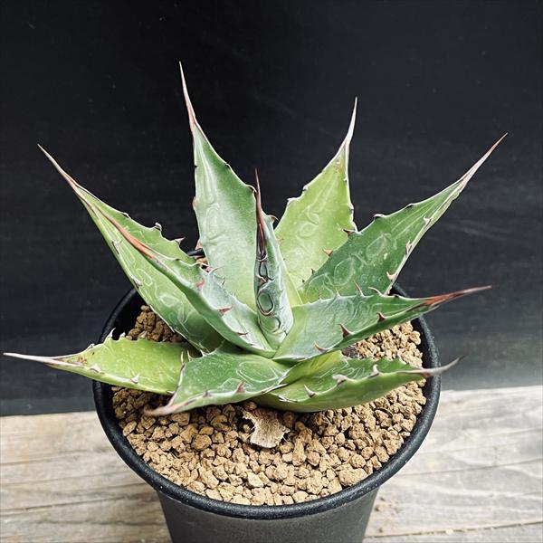 多肉植物：アガベ モンタナ*幅11cm | サボテン＆多肉植物,多肉植物