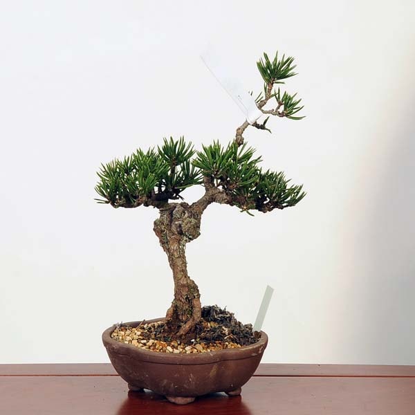 盆栽：寸梢黒松 現品*くろまつ クロマツ Pinus thunbergii Kuromatsu