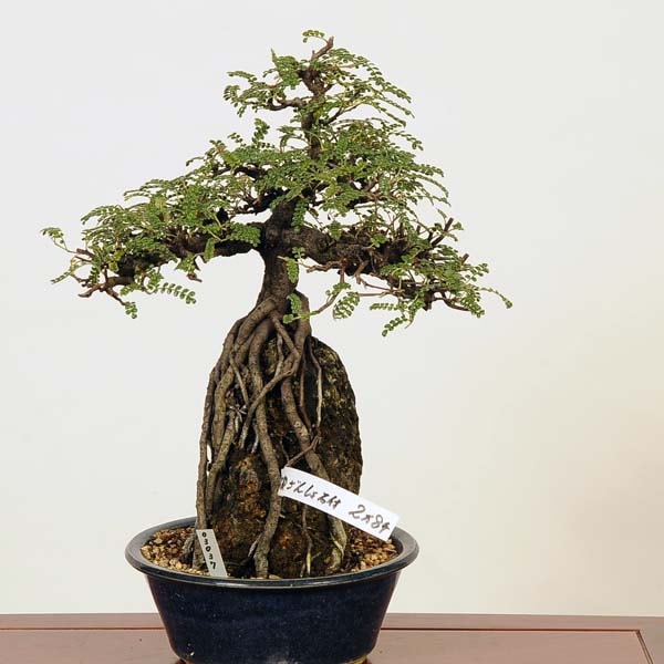 盆栽：磯山椒石付(いそざんしょう)現品*サンショウ Isozansyo