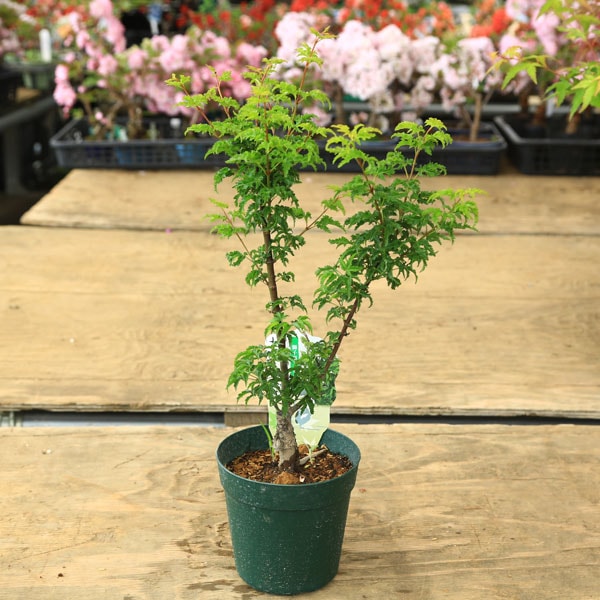 庭木・植木 庭木苗：獅子頭モミジ（獅子頭もみじ）ししがしら もみじ