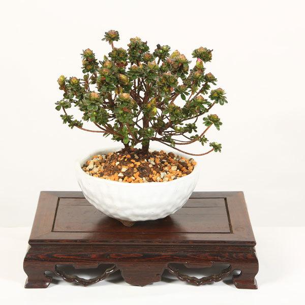 小品盆栽：深山霧島つつじ(萬古焼白鉢)*春に開花 ミヤマキリシマbonsai