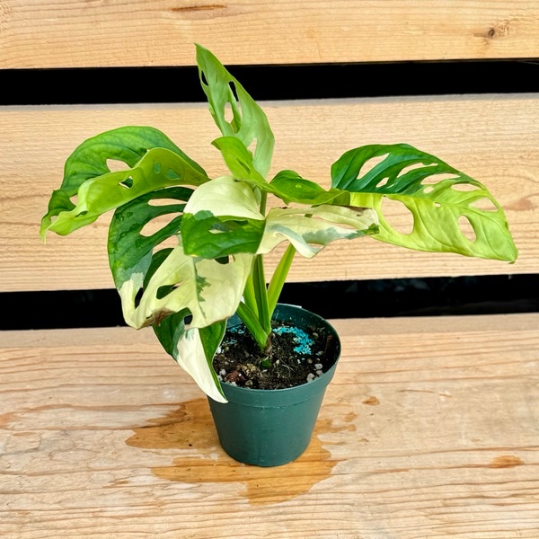 おしゃれ 観葉植物：斑入りマドカズラ 黄斑*3号 | 観葉植物,テーブル