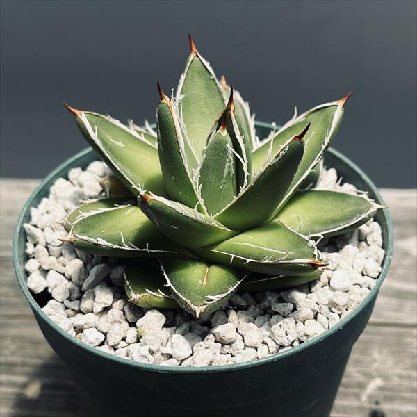 多肉植物：アガベ 王妃笹の雪 AB型*幅6cm | サボテン＆多肉植物,多肉