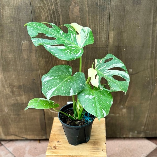 おしゃれ 観葉植物：斑入りモンステラ*5号 プラポット | 観葉植物