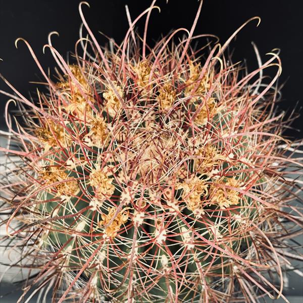 サボテン：フェロカクタス 旋風玉*幅21cm 現品！一品限り ☆根未確認