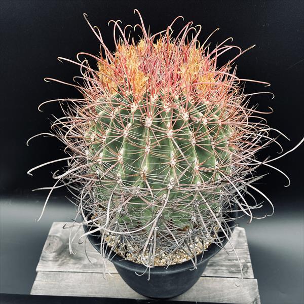 サボテン：フェロカクタス 旋風玉*幅21cm 現品！一品限り ☆根未確認