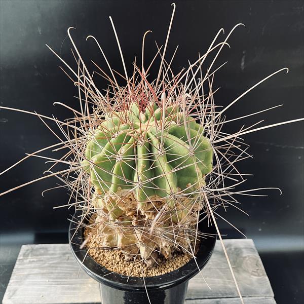 サボテン：フェロカクタス*幅14cm 現品！一品限り ※傷あり