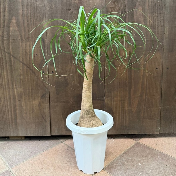 観葉植物 ノリナ：ポニーテール トックリラン*7号プラポット | 観葉