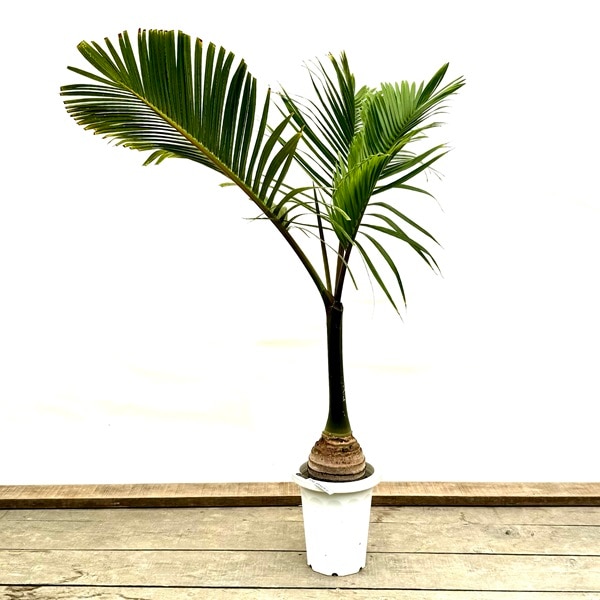 観葉植物：トックリヤシ 大*8号プラポット 現品2番 大型佐川急便