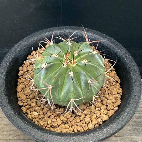 サボテン：メロカクタス 飛雲 実生*幅4.5cm ※傷がある場合があります