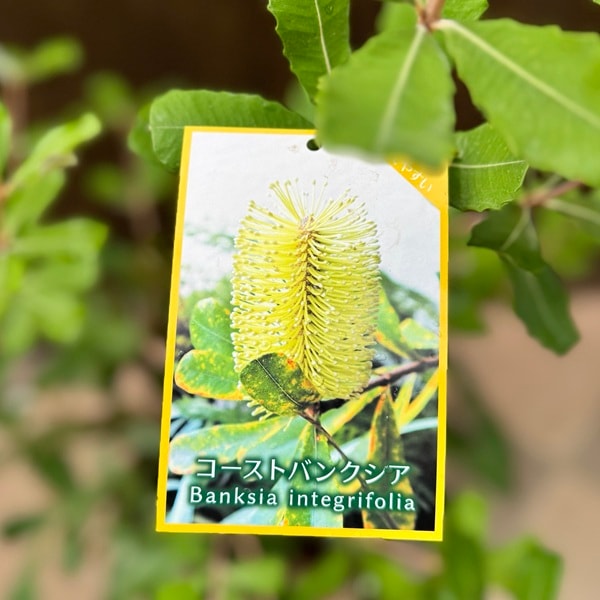 観葉植物 鉢花 苗：バンクシア コースト*インテグリフォリア 6号