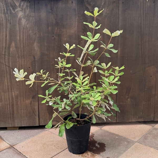 観葉植物 鉢花 苗：バンクシア コースト*インテグリフォリア 6号