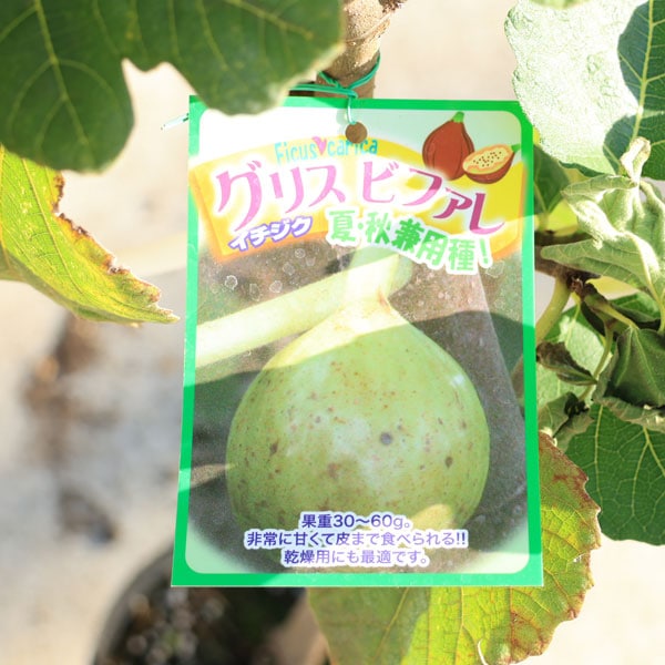 庭木・植木・果樹：イチジク*（いちじく）接木苗 6号（ご希望の品種を