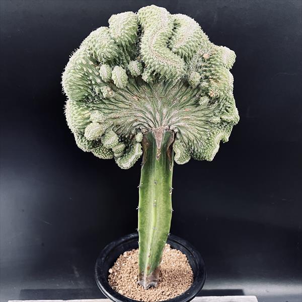 サボテン：ストロンボカクタス 菊水 綴化 ツギ*幅17cm 現品！一品限り