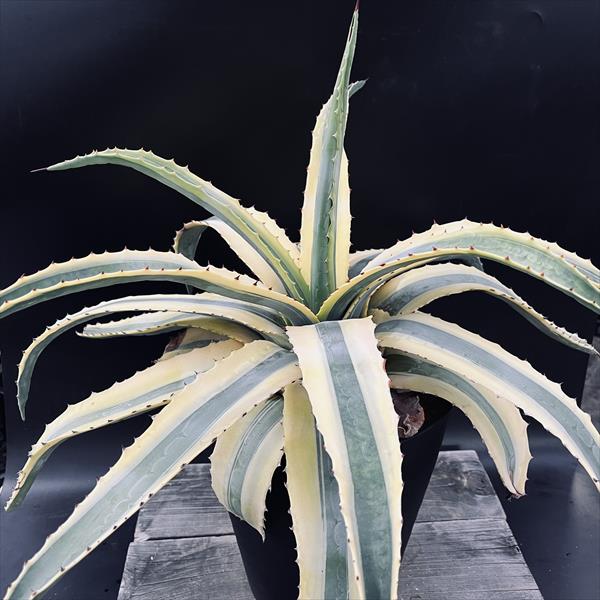 多肉植物：アガベ アメリカーナ 'コーネリアス'*幅56cm 現品！一品