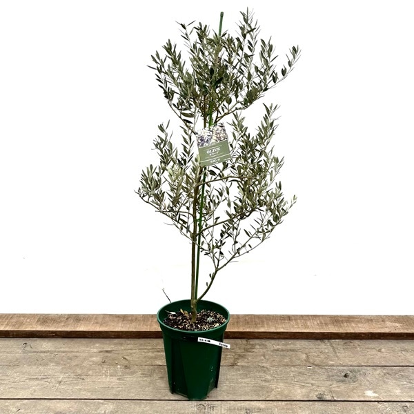 シンボルツリー 観葉植物：オリーブの木 カヨンヌ*8号 現品をお届け