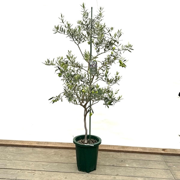 シンボルツリー 観葉植物：オリーブの木 ジャンボカラマタ*10号 現品を