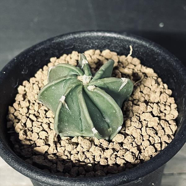 サボテン：アストロフィツム 大鳳玉 実生*S 幅3.5cm | サボテン