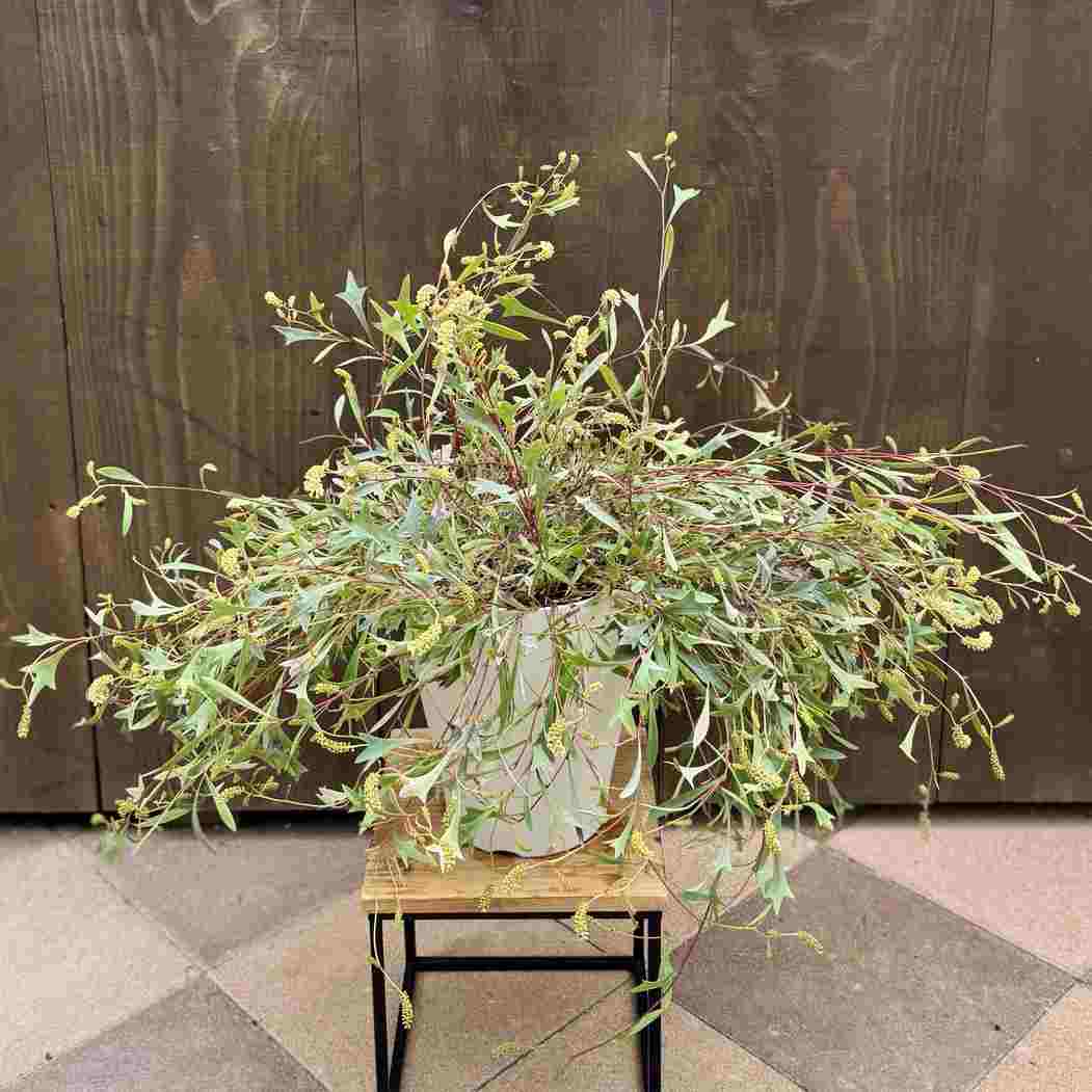 花苗 観葉植物：グレビレア シナフェア*7号 | 観葉植物,ガーデン