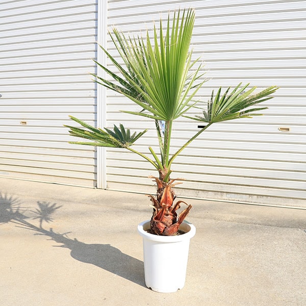 特大庭木 植木 ：ワシントンヤシ（ワシントン椰子） ヤシの木* 特良
