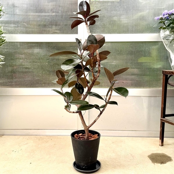 観葉植物：フィカス バーガンディ セラアート鉢植え*受皿付 バーク