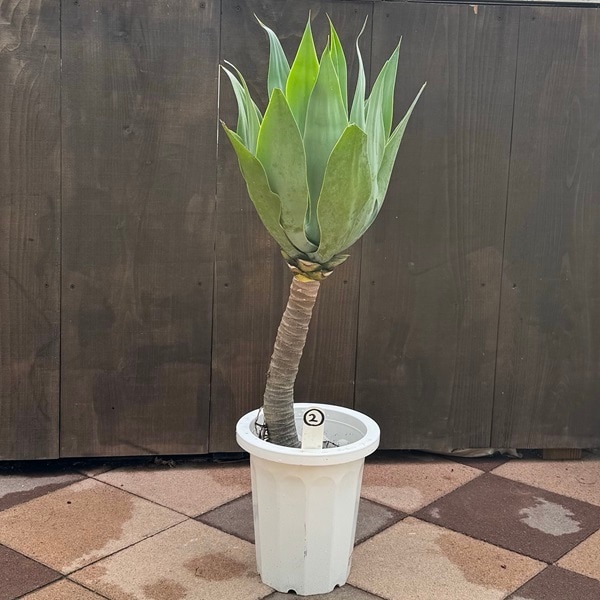 観葉植物：アガベ アテナータ*8号 現品2番 | 観葉植物,フロアサイズ