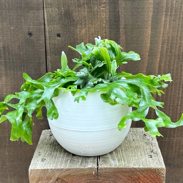 観葉植物：ピロシア ロンギフォリア*底面給水ポット | 観葉植物