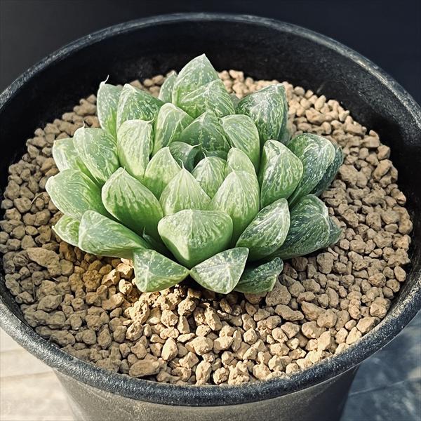 ☆特価☆多肉植物：ハオルチア 光るオブツーサ*M 幅5cm | サボテン