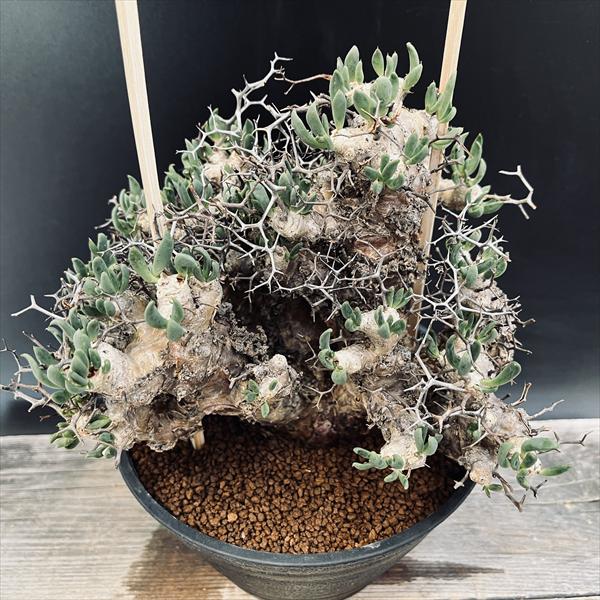 コーデックス：チレコドン レティキュラーツス 万物想*幅23cm 現品