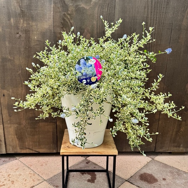 観葉植物 鉢花：セアノサス クールブルー*8号 カリフォルニア