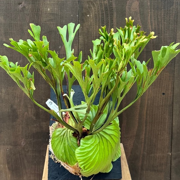 おしゃれ 観葉植物：ビカクシダ コウモリラン リドレイ板付け*大 現品