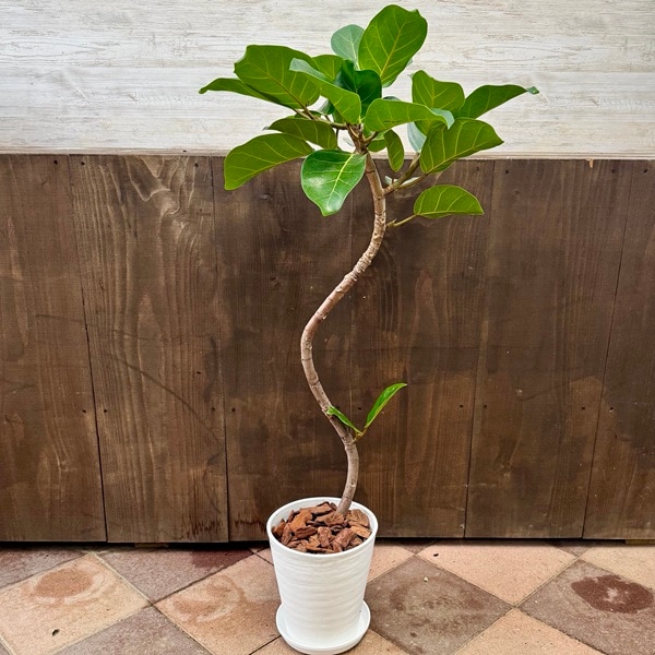 観葉植物：フィカス アフリカンプリンス*8号セラアート鉢 受皿付