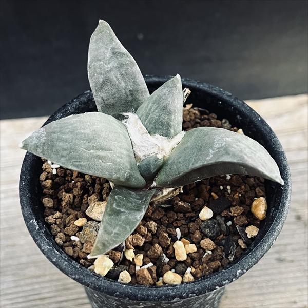 サボテン：アリオカルプス 村主モンスト花牡丹の実生*幅6cm ☆赤松