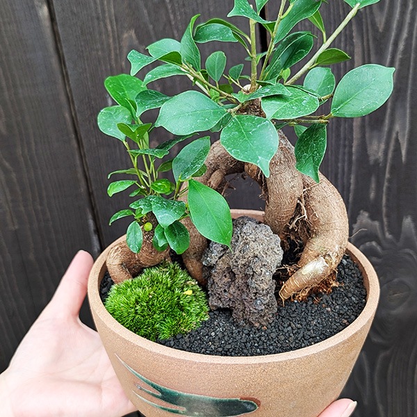 景色盆栽：ガジュマル2本寄せ*＜瀬戸焼鉢＞苔＆富士砂＆石付き