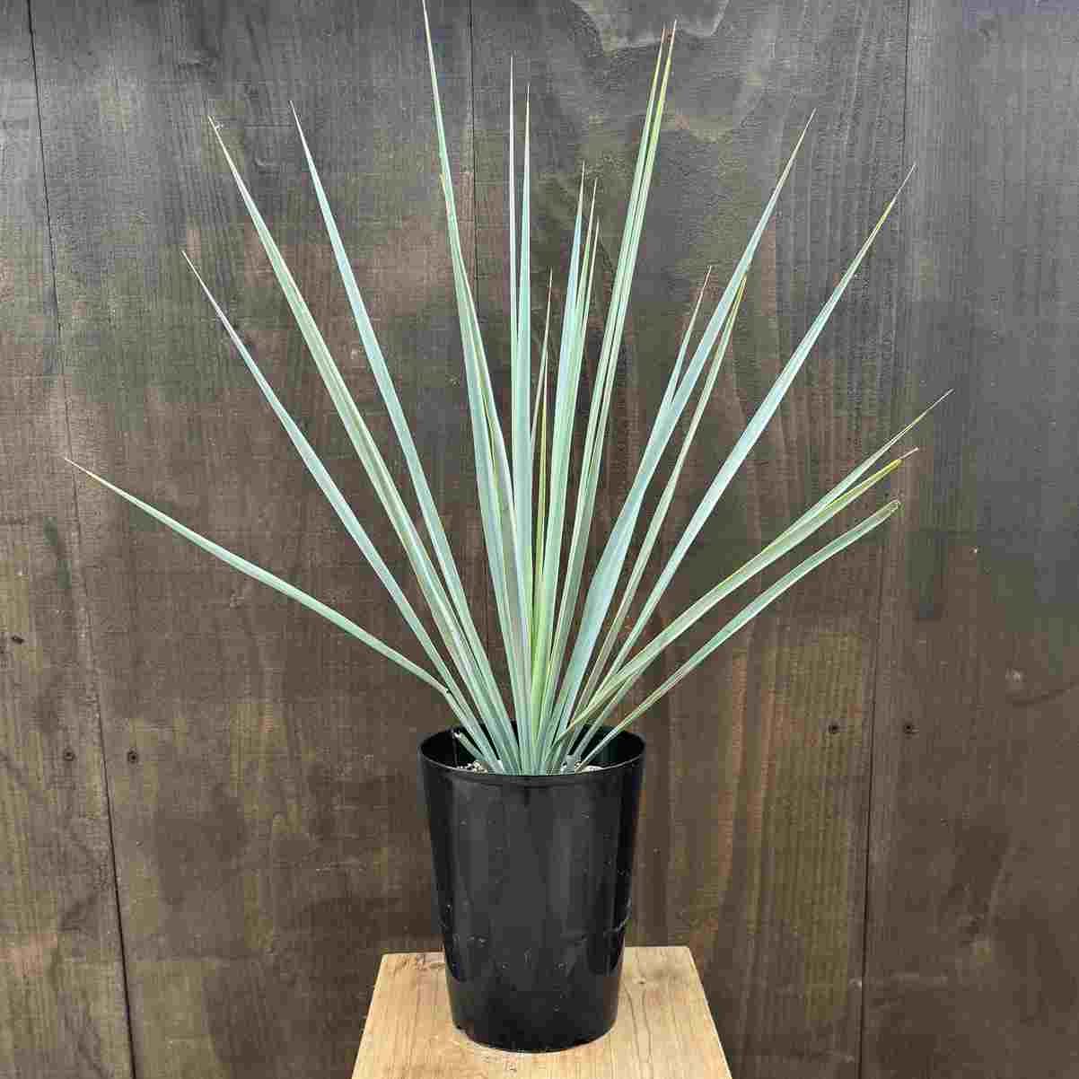 おしゃれ 観葉植物 苗：ユッカ リギダ*5号 Yucca rigida | 観葉植物