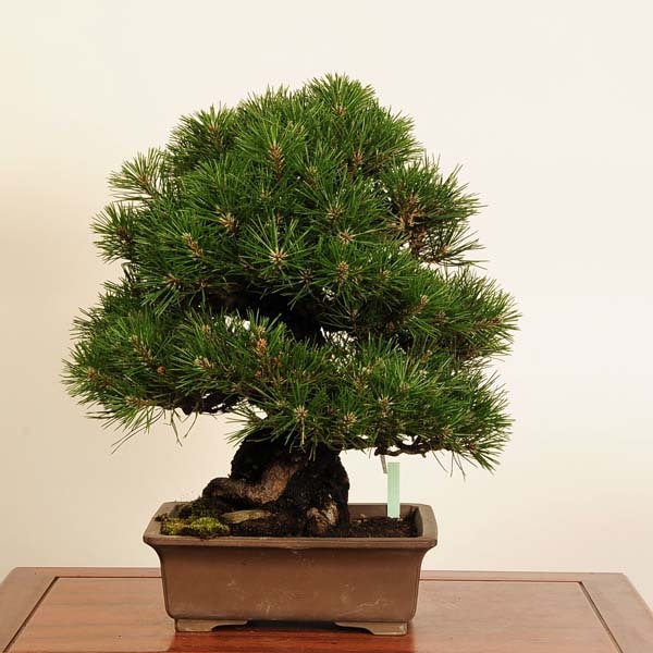 特選 盆栽：三河黒松* 現品 一点物 くろまつ クロマツ Kuromatsu