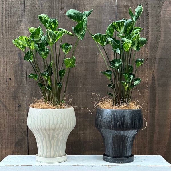 観葉植物 鉢色選べる：シンゴニューム ゴジラ 鉢植え*受皿付