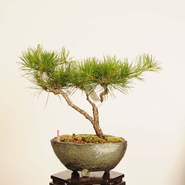 盆栽：赤松（アカマツ）*現品 一点物 あかまつ Akamatsu bonsai 中品