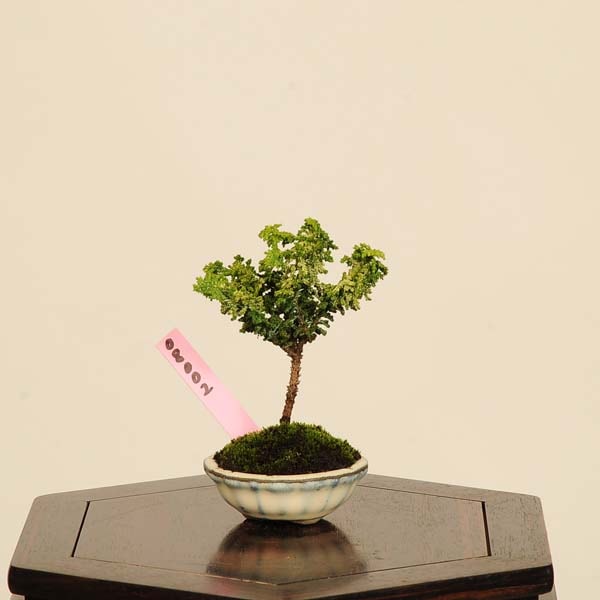 盆栽：初雪石化桧(ひのき)*現品 一点物 ヒノキ Hinoki bonsai ミニ盆栽