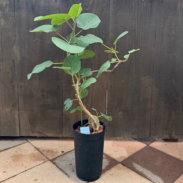 観葉植物：フィカス エベレスト*フィカス エベレスト*6号 プラポット