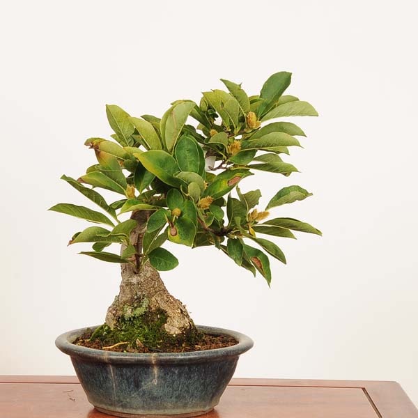 盆栽 特選：姫こぶし*現品 一点物 コブシ kobushi bonsai 中品盆栽