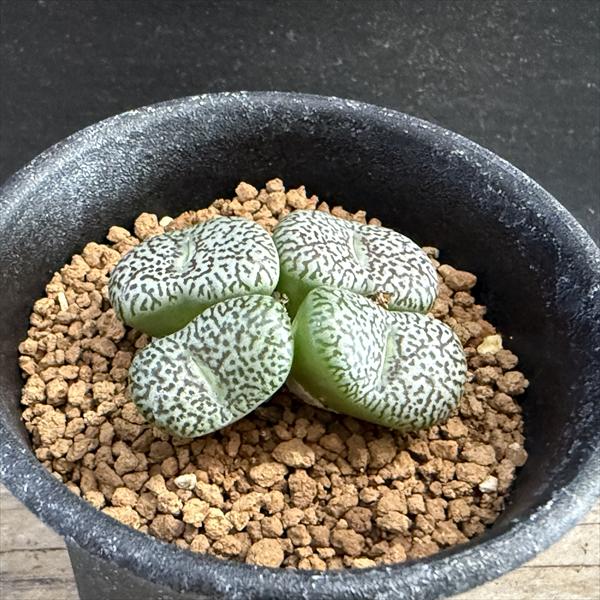 多肉植物：コノフィツム 美紋ウィッテベルゲンセ*全幅4cm 現品！一品